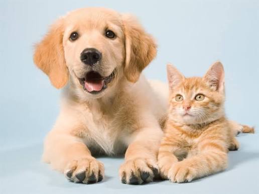 House Call Pet health consultation